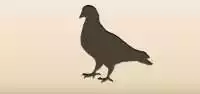 Pigeon