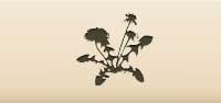 Dandelion silhouette