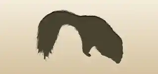 スカンクのシルエット