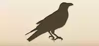 Crow