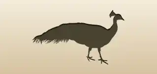 クジャクのシルエット