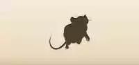 Rat