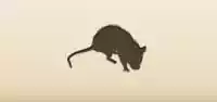 Rat