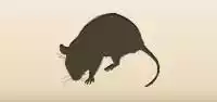 Rat
