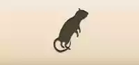 Rat