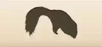 Skunk