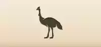 Cassowary