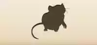 Rat