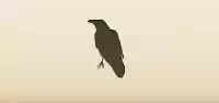 Crow