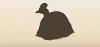 Cassowary