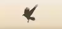 Crow