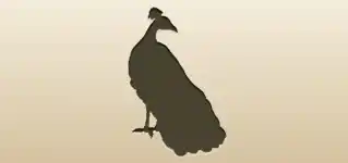 クジャクのシルエット