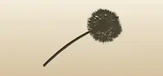 タンポポのシルエット