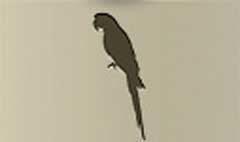 Parrot silhouette