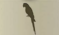 Parrot