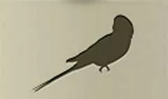 Parrot