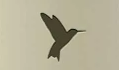 Hummingbird