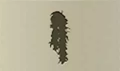 Feather Boa