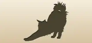 Maine Coon Cat