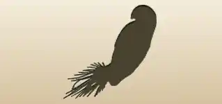 Parrot