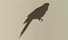Parrot