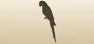 Parrot