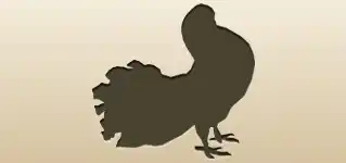 Pigeon