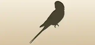 Parrot