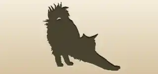 Maine Coon Cat