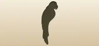 Parrot