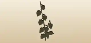 Physalis silhouette