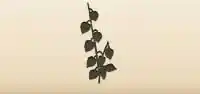 Physalis silhouette