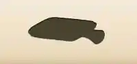 湯たんぽ