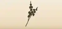 Physalis silhouette