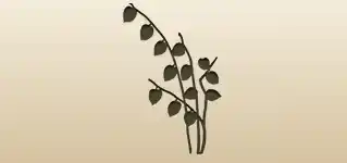 Physalis silhouette