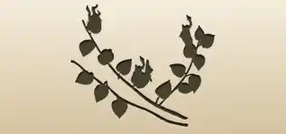 Physalis silhouette