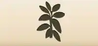 観葉植物