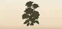 Roses silhouette