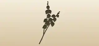 Physalis silhouette