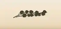 Physalis silhouette