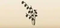 Physalis silhouette