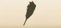 羽はたき