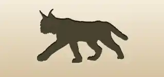 オオヤマネコ