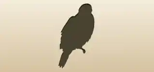 ハヤブサ