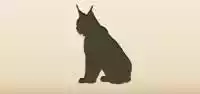 オオヤマネコ