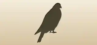 ハヤブサ