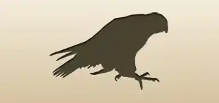 ハヤブサ