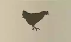 ニワトリ