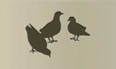 Pigeons silhouette
