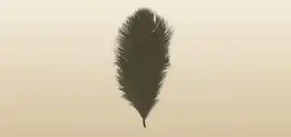 Ostrich Feather